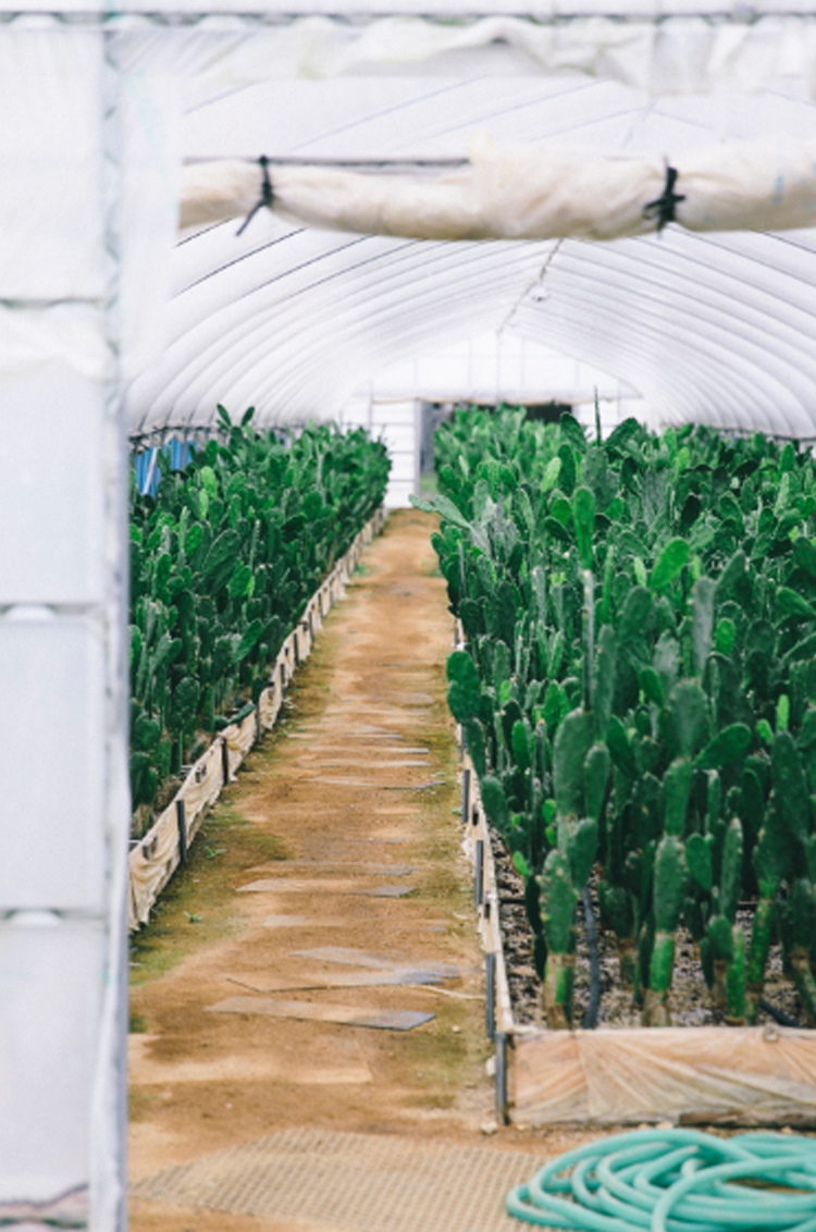 後藤サボテン/さあ、一緒にサボテンを楽しもう。